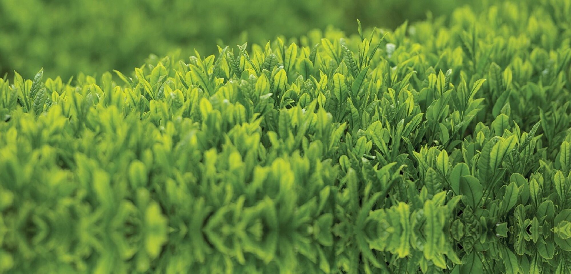 Tea fields in Japan