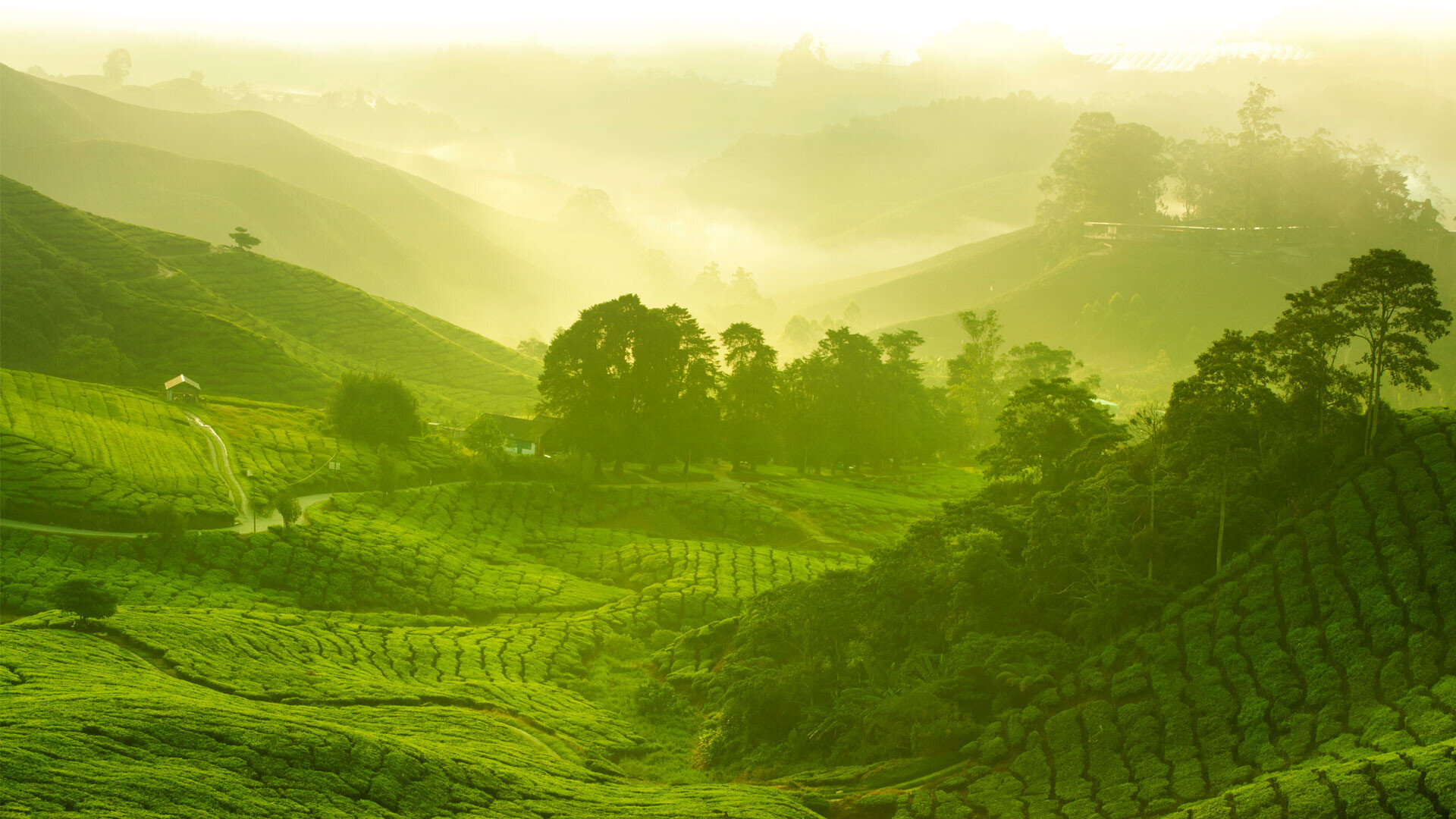 Tea fields in Japan